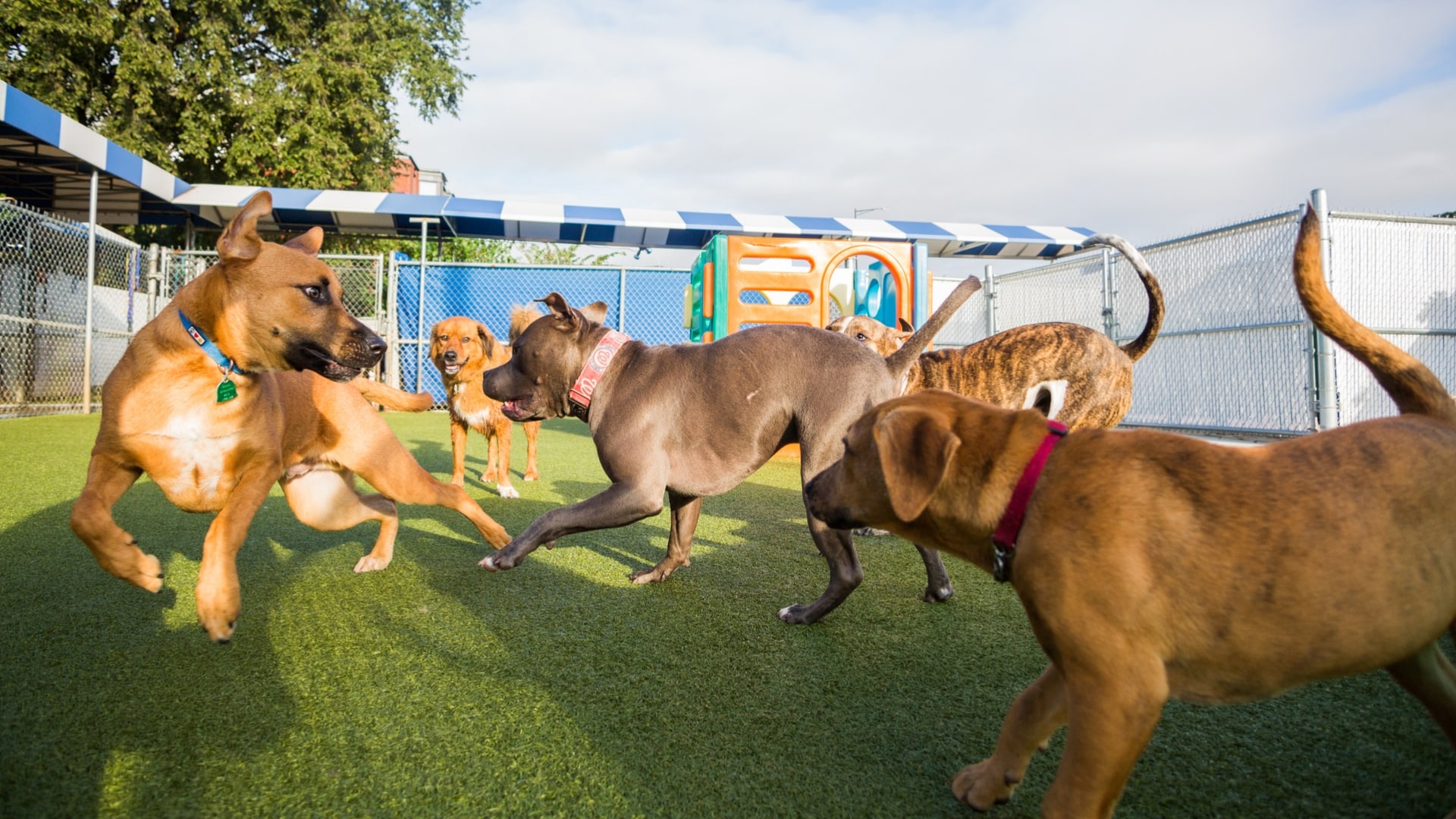 Dog-Ma Daycare for Dogs